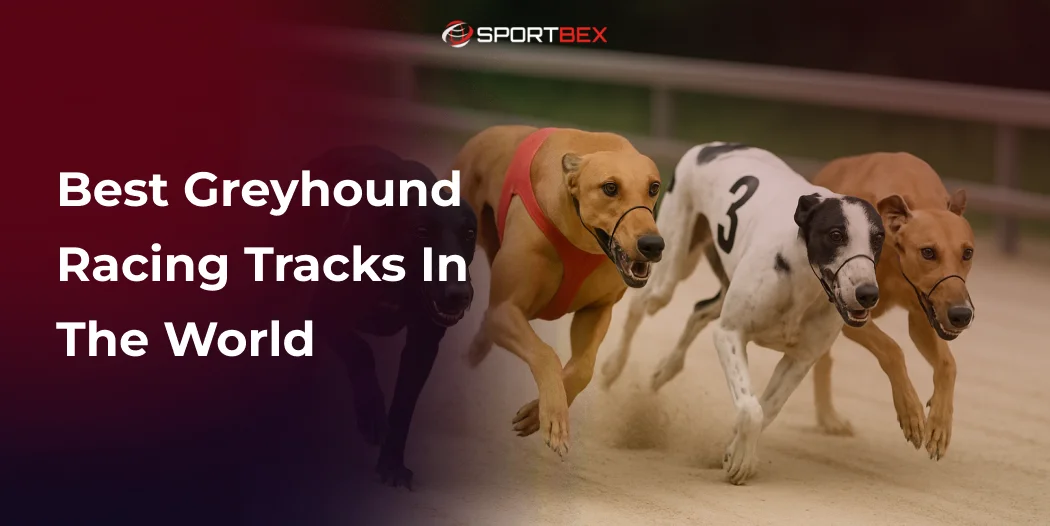Best Greyhound Racing Tracks in the World