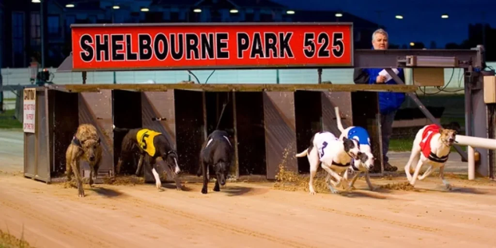 Shelbourne Park Dublin Ireland