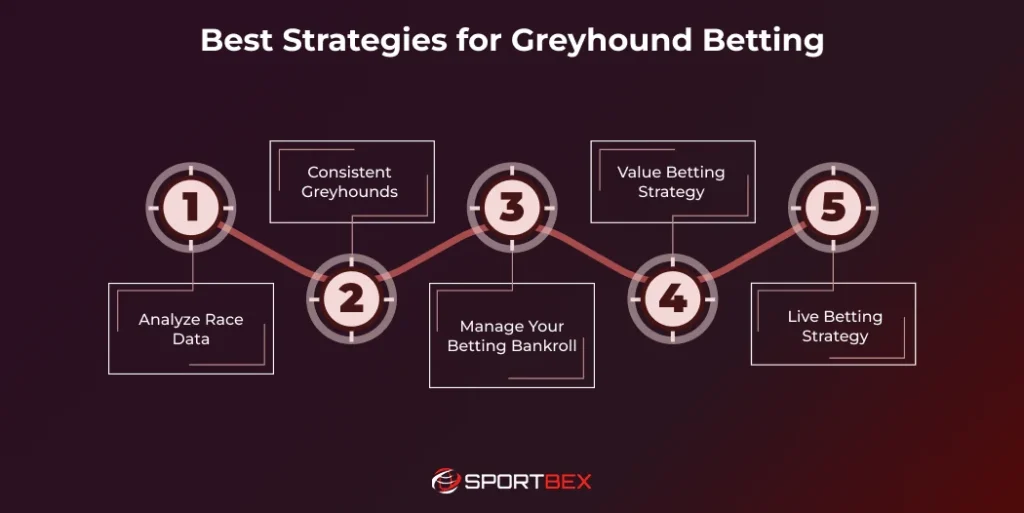 Best Strategies for Greyhound Betting