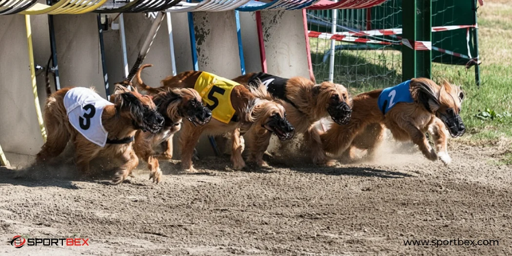 How Do You Pick a Winning Greyhound