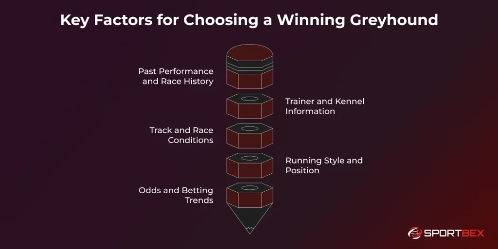 Key Factors for Choosing a Winning Greyhound