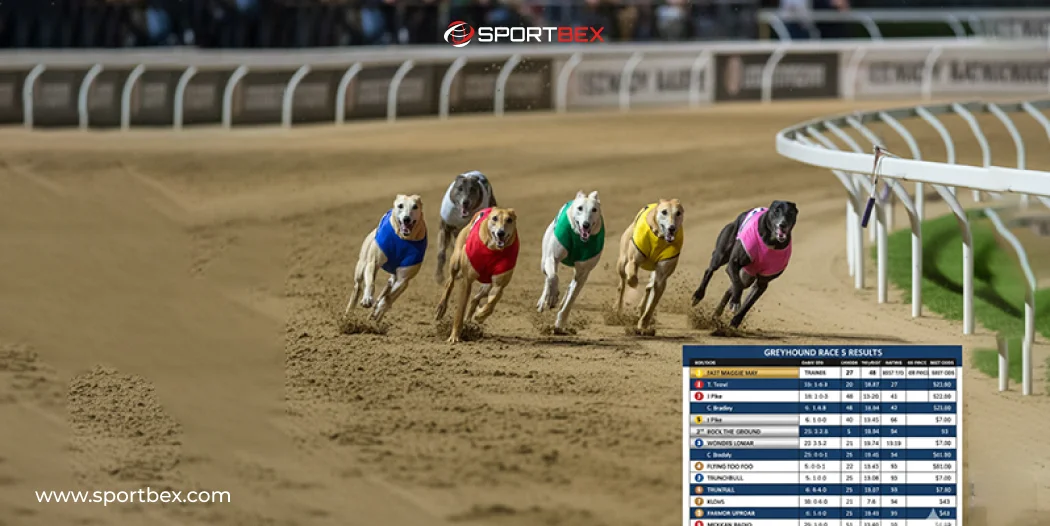 What are the Best Strategies for Greyhound Betting
