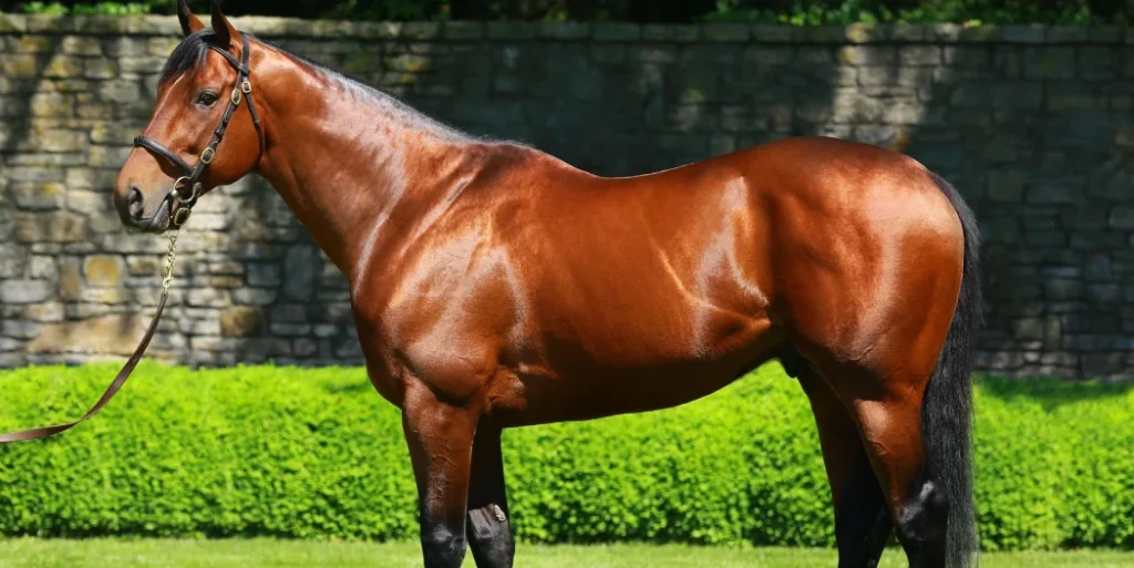 American Pharoah