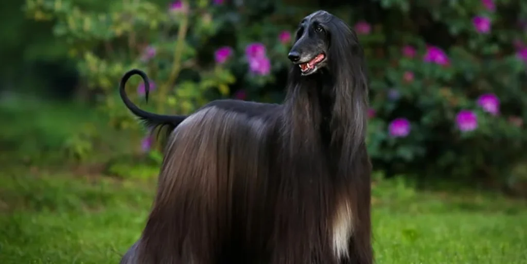 Afghan Hound