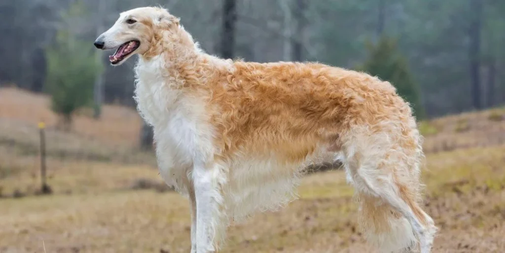 Borzoi