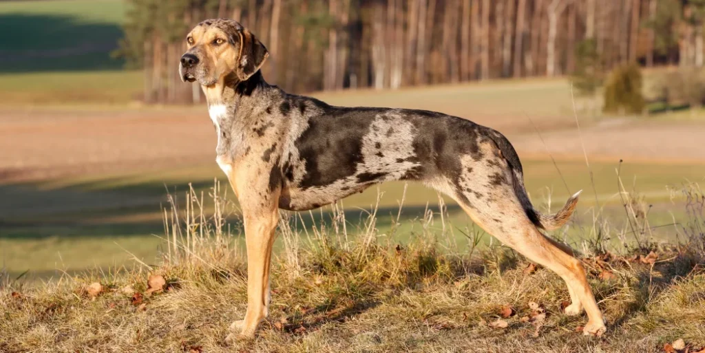 Catahoula Leopard Dog