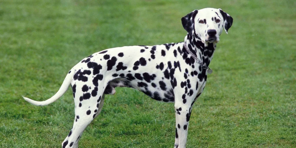 Dalmatian