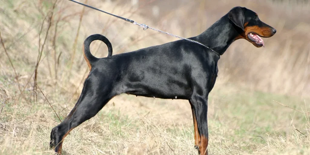 Doberman Pinscher