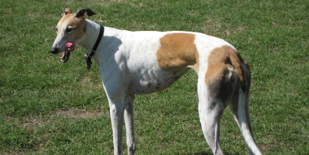 Greyhound