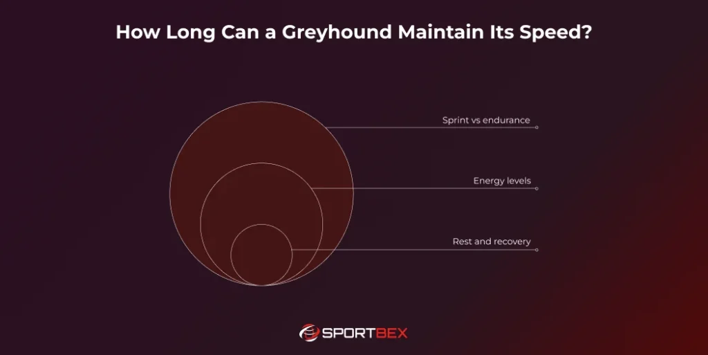 How Long Can a Greyhound Maintain Its Speed