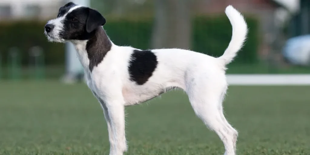 Jack Russell Terrier