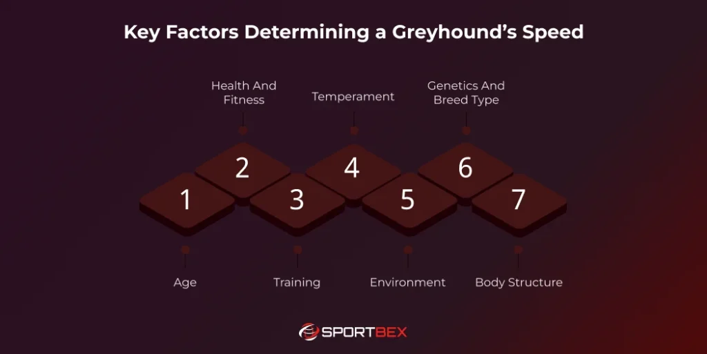 Key Factors Determining a Greyhounds Speed