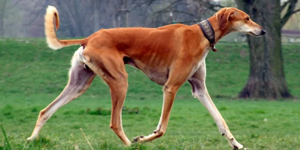 Saluki
