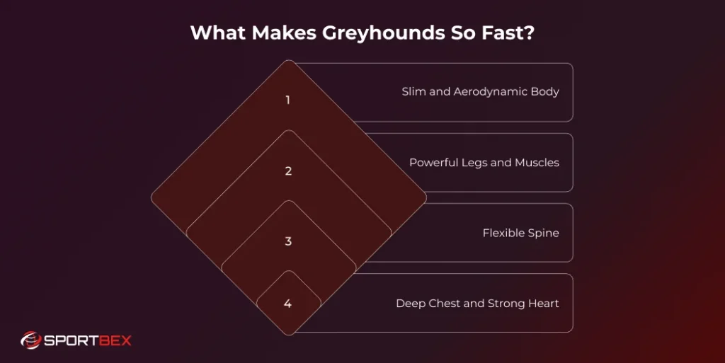 What Makes Greyhounds So Fast