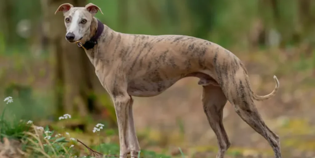 Whippet
